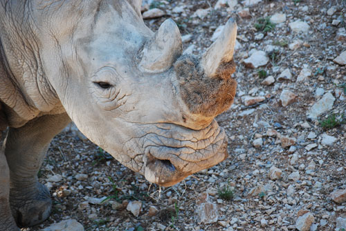 zoo-montpellier-rhinoceros.jpg