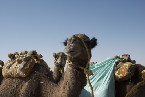 Des chameaux, Egypte (2009)
