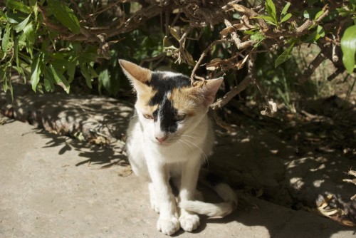 Chat dans le Jardin botanique @ Assouan, Egypte